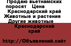 Продаю вьетнамских поросят › Цена ­ 1 000 - Краснодарский край Животные и растения » Другие животные   . Краснодарский край